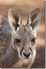 Kangaroo by Mike Lewis on Flickr 160x240